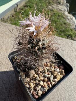 Preview: Turbinicarpus heliae